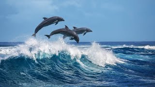 Dolphins Swimming and Jumping with Boat [upl. by Accalia537]