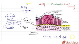 Explain the role of lenticels  11  ANATOMY OF FLOWERING PLANTS  BIOLOGY  PRADEEP  Doubtnut [upl. by Breen]