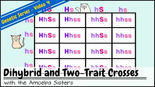 Dihybrid and TwoTrait Crosses [upl. by Ylrahc]