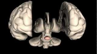 What is the Pituitary Gland [upl. by Rupert502]