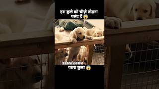 इस कुत्ते को लोगों को परेशान करने में मज़ा आता हैं 😱  short anime cartoon dog [upl. by Hendren]