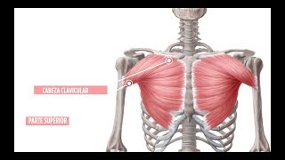 Cómo desarrollar los pectorales al máximo con los mejores ejercicios para tu entrenamiento [upl. by Mahla]