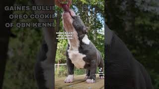 We Start Them Right Away‼️ qbnkennel americanbullypuppies [upl. by Camus]