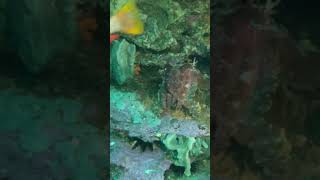 Giant Cutlefish predation on Wrasse predator cutlefishattack giantcutlefish [upl. by Nirda]