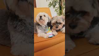 Hundegeburtstag Funny Video [upl. by Tsenre]