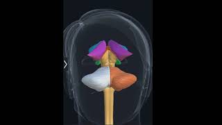 Diencephalon amp Brainstem 3D Anatomy Epithalamus Subthalamus hypothalamus Medulla Pons Midbrain [upl. by Seiuqram138]