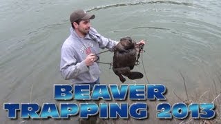 Beaver Trapping 2013 [upl. by Marijane]