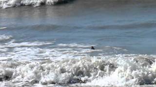 Unknown species of shark off Bowmans Beach Sanibel Island FL [upl. by Esojnauj]