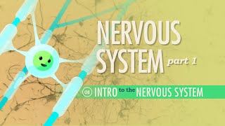 The Nervous System Part 1 Crash Course Anatomy amp Physiology 8 [upl. by Anyaj]