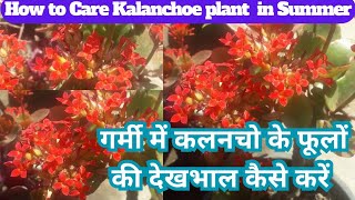 Kalanchoe Plant Care in Summer kalanchoe Plant Propagate kalanchoe Growing tipsseasonalgardening [upl. by Link]