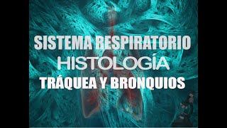 Histología de Sistema Respiratorio Parte 2  Histología [upl. by Franny]