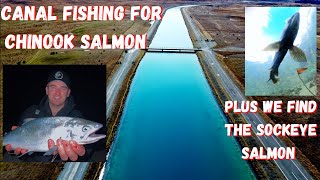 TwizelTekapo Canal fishing for Chinook Salmon plus Sockeye Salmon footage [upl. by Beckman]