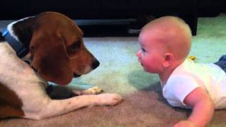 Baby vs Beagle [upl. by Bramwell]