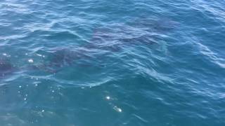 WHALE SHARK PUSHES SANIBEL OFFSHORE FISHING CHARTER BOAT [upl. by Brena]