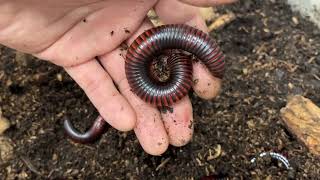 벌러지닷컴 아프리카로컬 다양한 밀리패드 사육가이드 주의사항 millipede care 화이어밴디드아프리카올리브엠버자이언트 밀리패드 [upl. by Dom846]