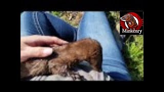 Raising Rio Part 10 Rios First Brown Rat Hunt [upl. by Cato590]