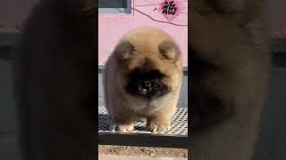 The Cutest Chow Chow Puppies In The World Ep 30 [upl. by Beatrix129]