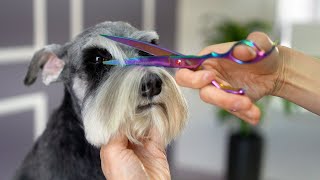 SCHNAUZER GROOMING  Puppy cut style  Short eyebrows [upl. by Sharity]