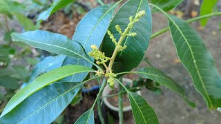 How to plant a small mango tree to bear fruit quickly [upl. by Elleirua]