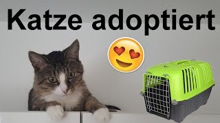 Katze aus Tierheim adoptiert Einzug  Vergesellschaftung [upl. by Cinelli996]