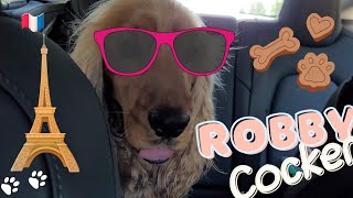 🐶 Travelling in France 🐾 Dogs reaction to a horse and donkey 🐕 English Cocker Spaniel  Robby [upl. by Boycie]