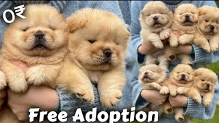 Chow chow puppies for free adoption  chow chow puppies [upl. by Ettenowtna648]