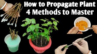 Powerfull Rooting Hormones  How to Propagate Plant 4 Methods to Master  Roots Hormone uses [upl. by Adnoluy931]