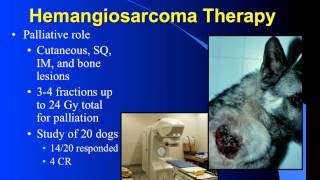 Hemangiosarcoma and Radiation Therapy [upl. by Nnylhtak84]