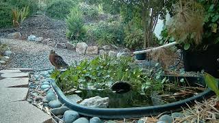 Red Shouldered Hawk visits pond again August 2024 [upl. by Acinorej]