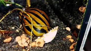 Neritina natalensis Nerite snails [upl. by Siuraj992]