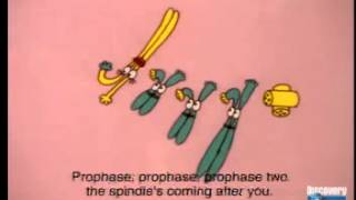 The Meiosis Dance  A Level Biology  Unit 5 [upl. by Luaped]