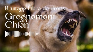 Grognement de Chien  Bruitage Libre de Droit [upl. by Erual349]