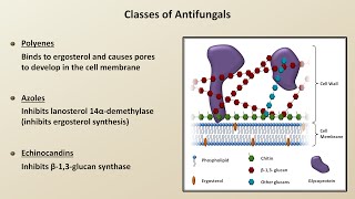 Antifungals Fungal Infections  Lesson 4 [upl. by Sophia]