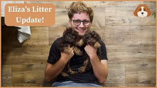 Elizas Litter Update [upl. by Tulley]