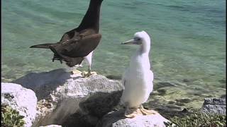 Brown Booby Johnston Atoll [upl. by Zilef]