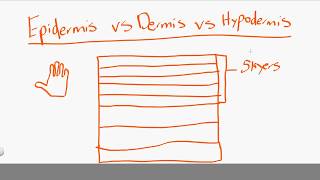 epidermis vs dermis vs hypodermis [upl. by Htebi]