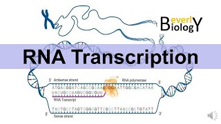 RNA Transcription updated version [upl. by Wiburg842]