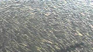 Ketchikan Alaska Salmon Run [upl. by Rhine610]