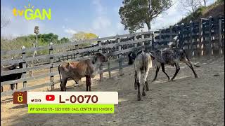 2024 TERNEROS TIPO LECHE L 0070 [upl. by Nnorahs]