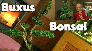 Buxus Buchsbaum Bonsai Teil 1 schneiden und gestalten [upl. by Devine]