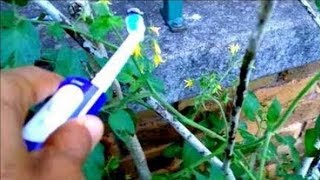 How To Pollinate Tomatoes By Hand  Tomato Hand Pollination [upl. by Aynosal945]