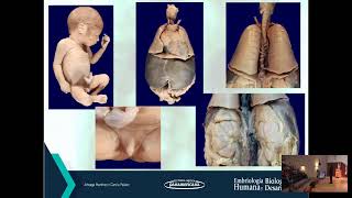 Embriología humana y biología del desarrollo [upl. by Nottirb]