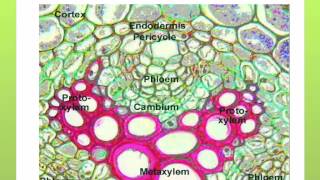 AS level G15 Structure and function of xylem Ms Cooper [upl. by Nozicka]