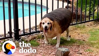 90Pound Beagle Loses 70 Of His Body Weight  The Dodo Faith  Restored [upl. by Niwdla805]