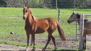 WILLYS LADY COPPERREGISTERED MORGAN MARE FOR SALE [upl. by Brunhilde]