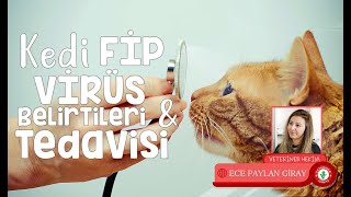 Kedi Fip Virüsü Hastalığı Belirtileri Tedavisi Nedir Nasıl Anlaşılır Testi  2 [upl. by Fillander]