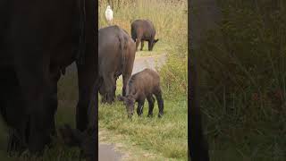 Playful Baby Ox Frolicking Beside Mom [upl. by Parris]