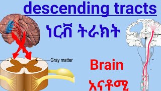 Descending tracts of Spinal Cord anatomy spinalcord nervoussystem ህብለ ሰረሰር ነርቭ ትራክት ሲስተም [upl. by Ellinnet]