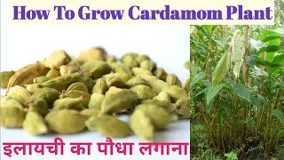 How to grow cardamom at home [upl. by Rhoades]