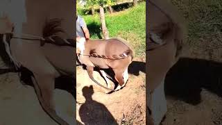 What is going on with this horse 5 [upl. by Cristy]